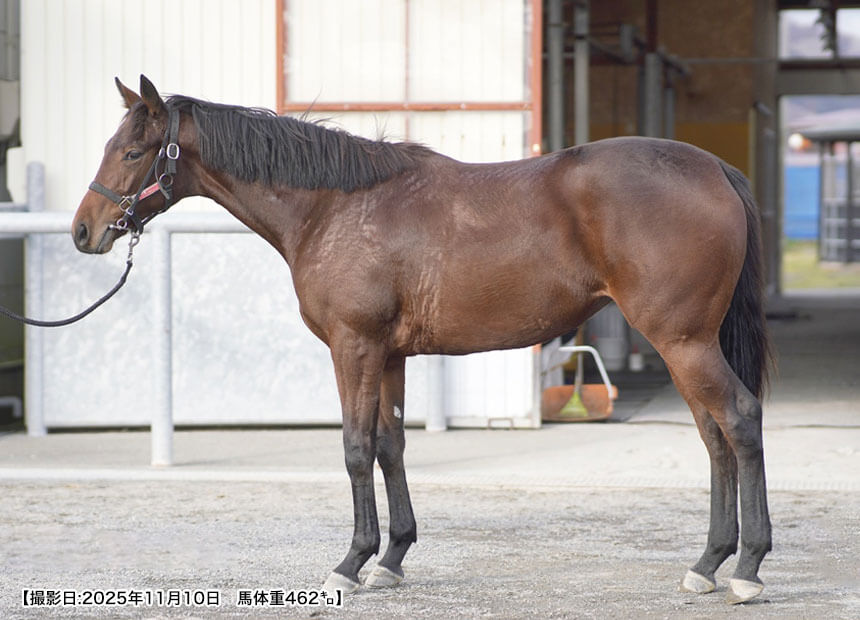 ポアサムシュガー（コマンドゥールキイ2024）