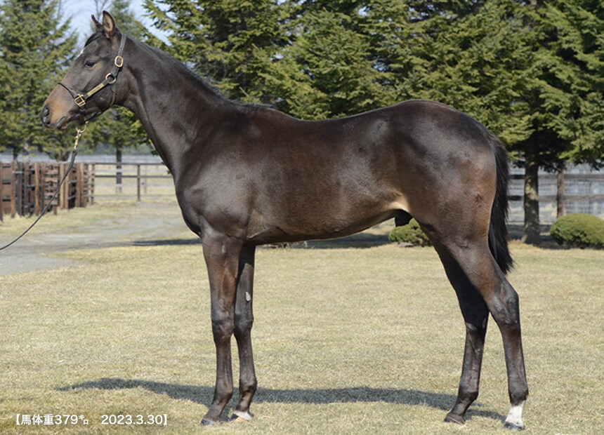 ミリオンセラーII 2022(写真)