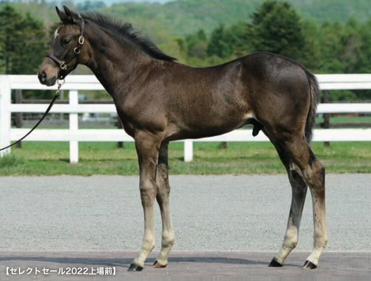 ミリオンセラーII 2022(写真)