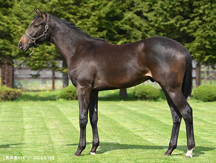 ミリオンセラーII 2022(写真)