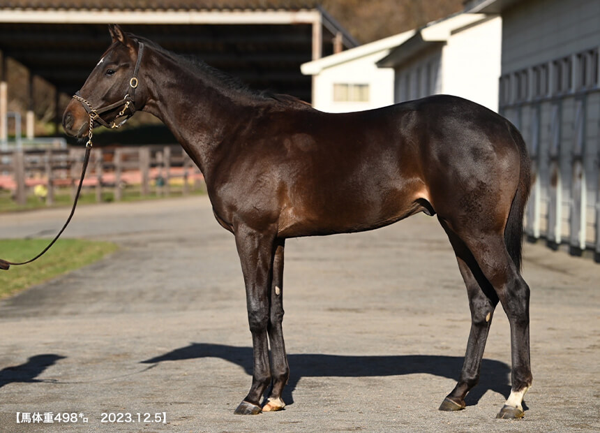 ミリオンセラーII 2022(写真)