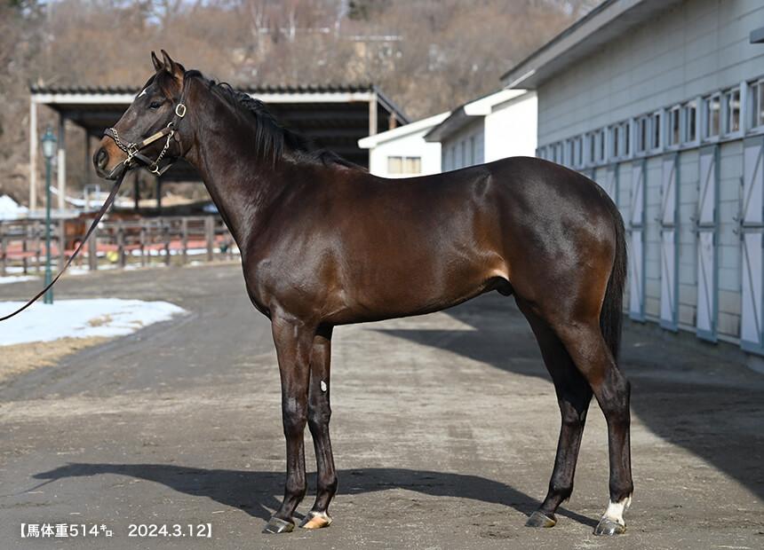 ミリオンセラーII 2022(写真)