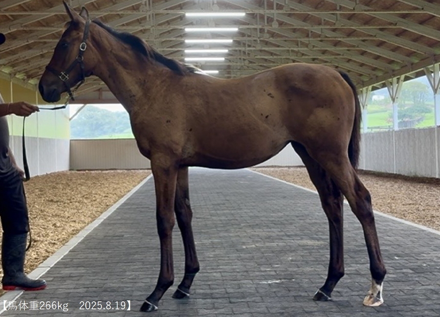 パッリス2025(父アダイヤー)