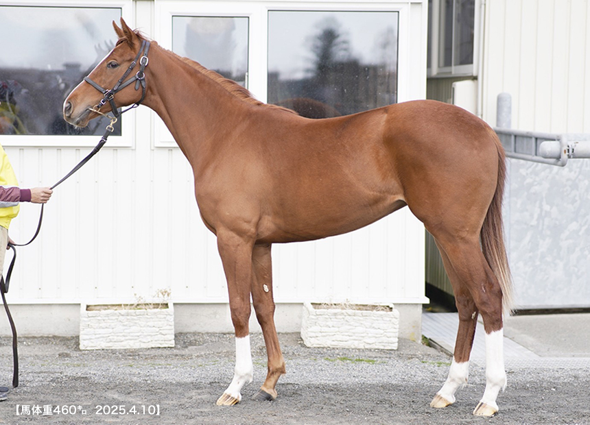 シュガービスケッツ(コマンドゥールキイ2023)