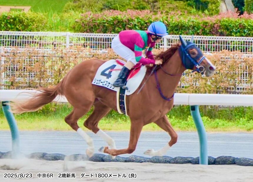 シュガービスケッツ(コマンドゥールキイ2023)