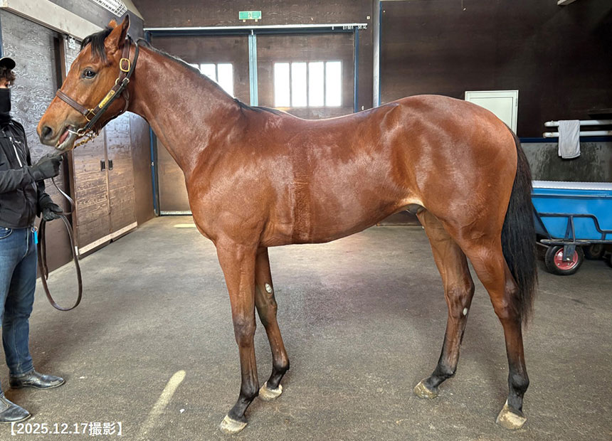 ヴェルジョワーズ2024（父マインドユアビスケッツ）